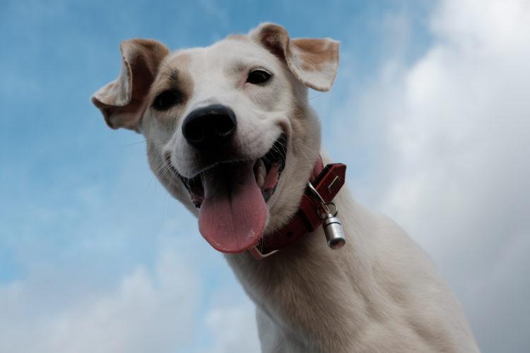 Smiling,White,Dog,In,A,Red,Collar,Against,The,Sky