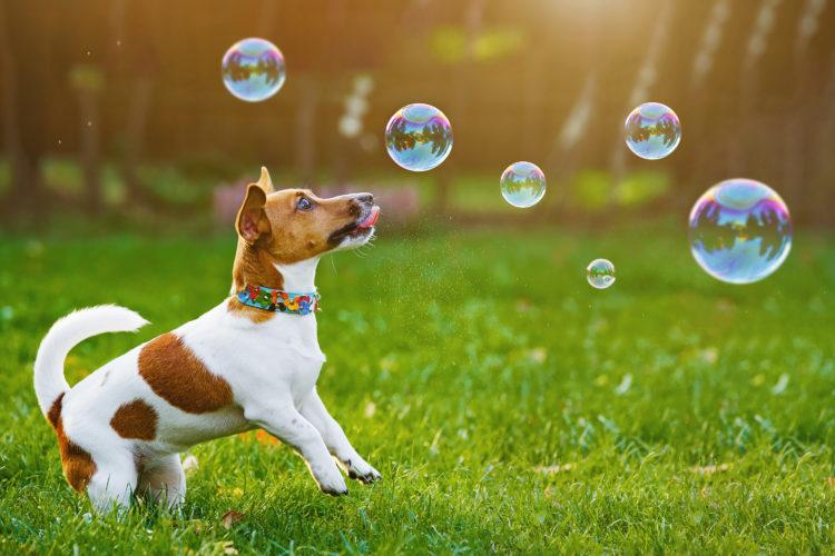 Puppy,Jack,Russell,Playing,With,Soap,Bubbles,In,Summer,Outdoor.