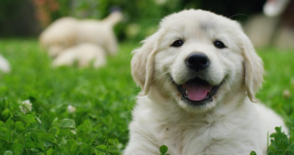 Puppies,Golden,Retriever,Breed,With,Pedigree,Playing,,Running,They,Roll